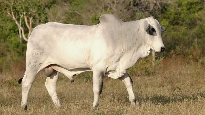 Touro RGM A206 no pasto